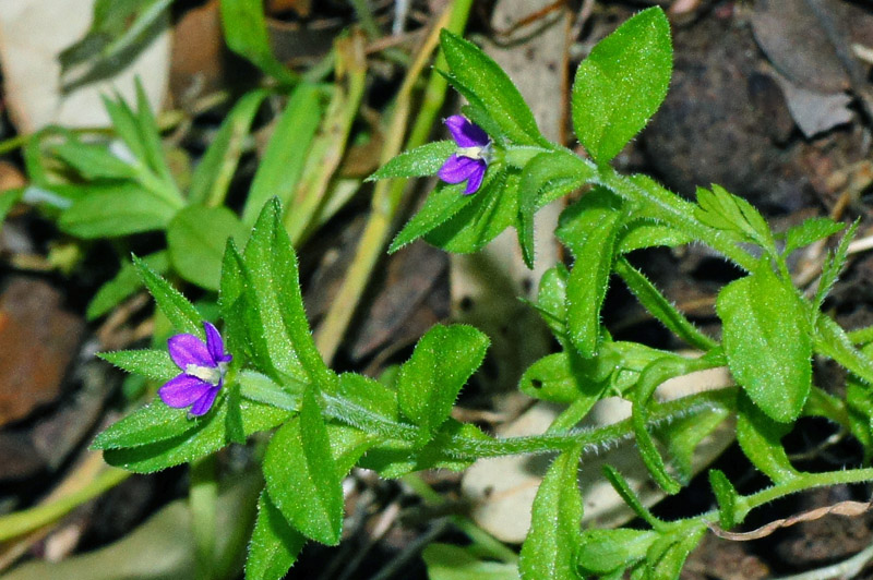 Legousia hybrida